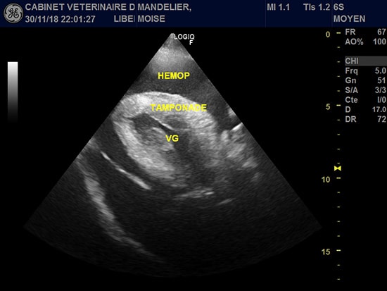 Echographie animaux