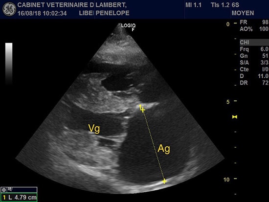 Echographie vétérinaire